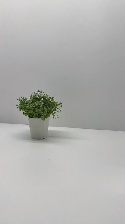 Portable Mesh Nebulaizer